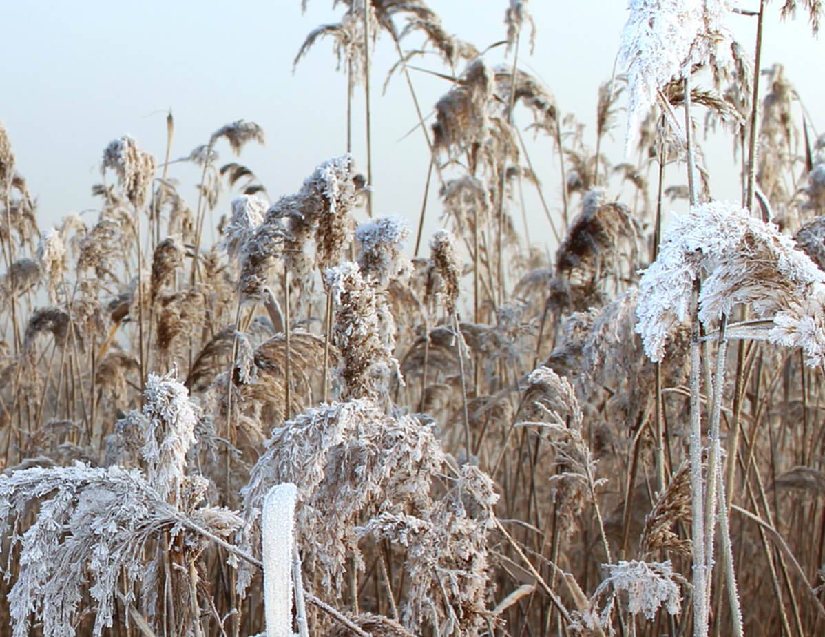 芦花飞雪